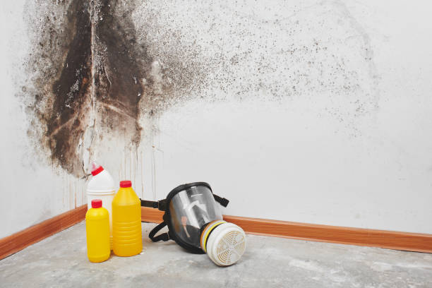 Best Office Mold Removal Services  in Cedar Ridge, CA