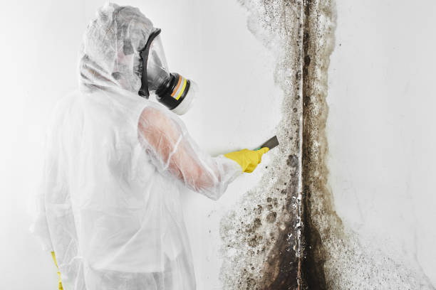 Best Affordable Mold Removal  in Cedar Ridge, CA