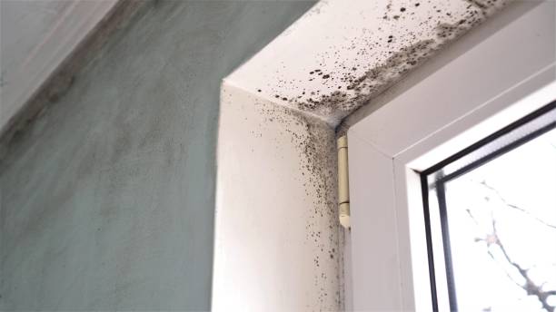 Best Same-Day Mold Removal  in Cedar Ridge, CA