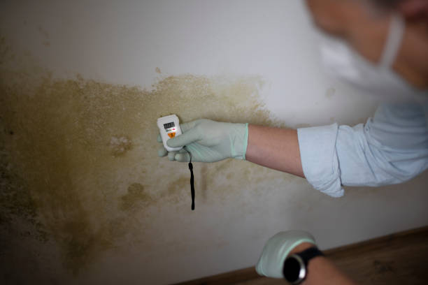 Best Affordable Mold Removal  in Cedar Ridge, CA