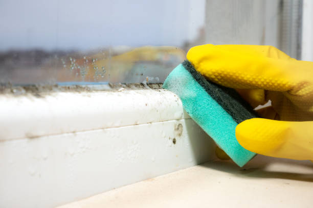 Best Mold Remediation Services  in Cedar Ridge, CA