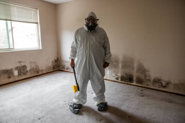 Best Certified Mold Removal  in Cedar Ridge, CA