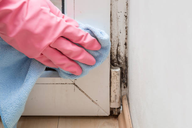 Best Mold Removal Company Near Me  in Cedar Ridge, CA
